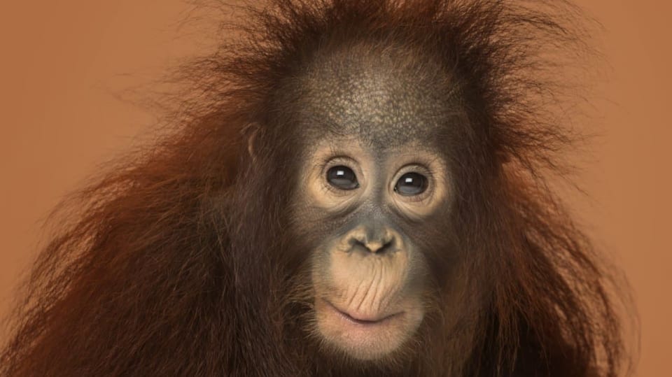 Mládě orangutana